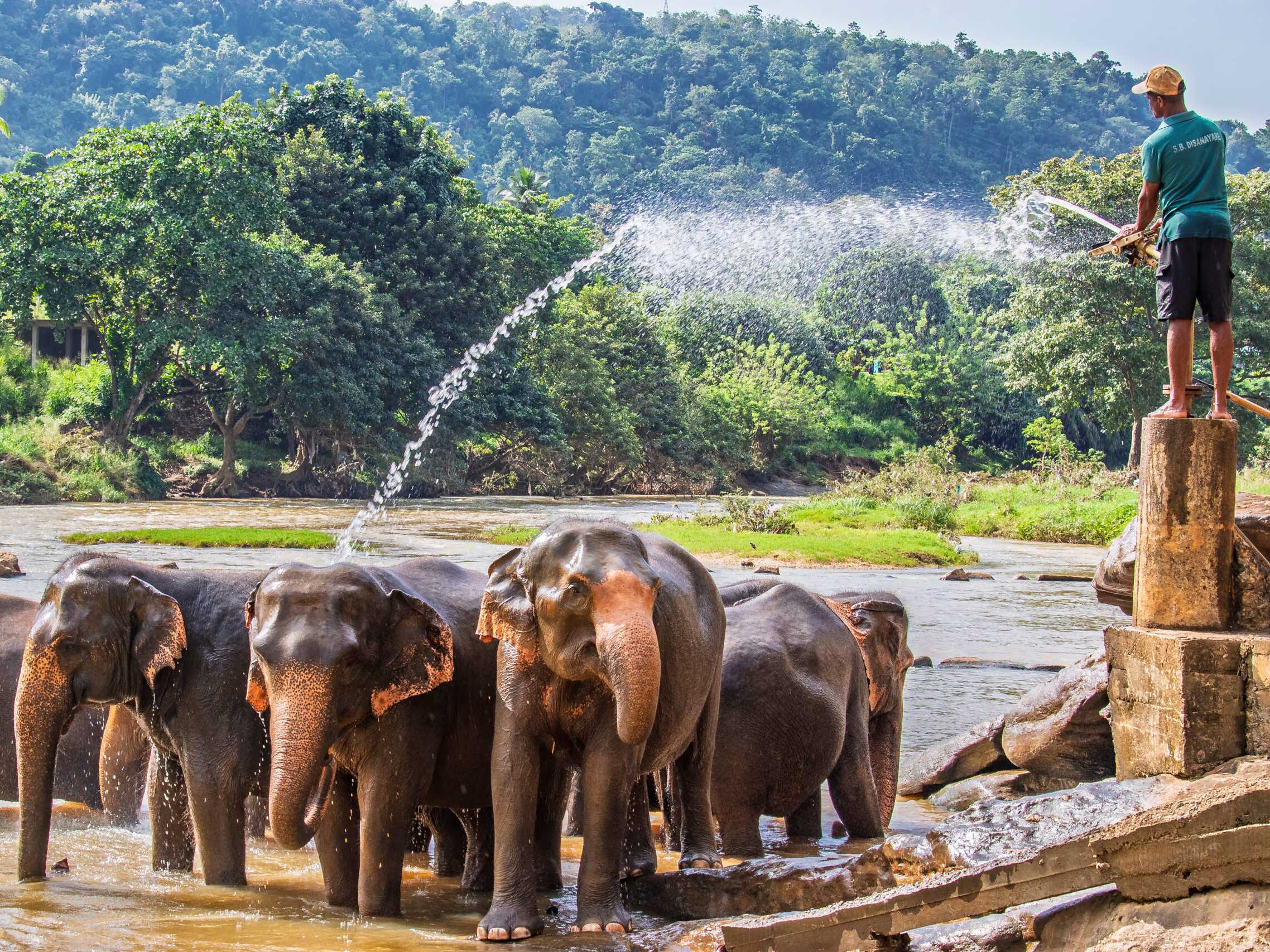 Sri Lanka rondreis met kinderen - olifanten Pinnawala