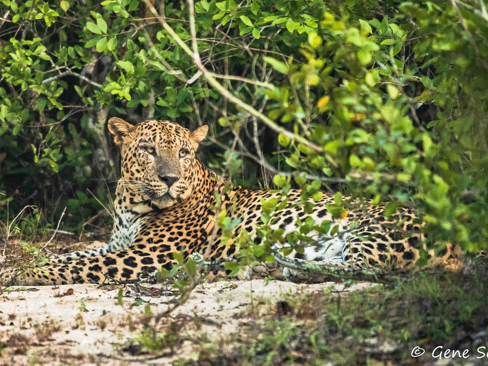 Sri Lanka rondreis 14 dagen - wildlife safari Yala